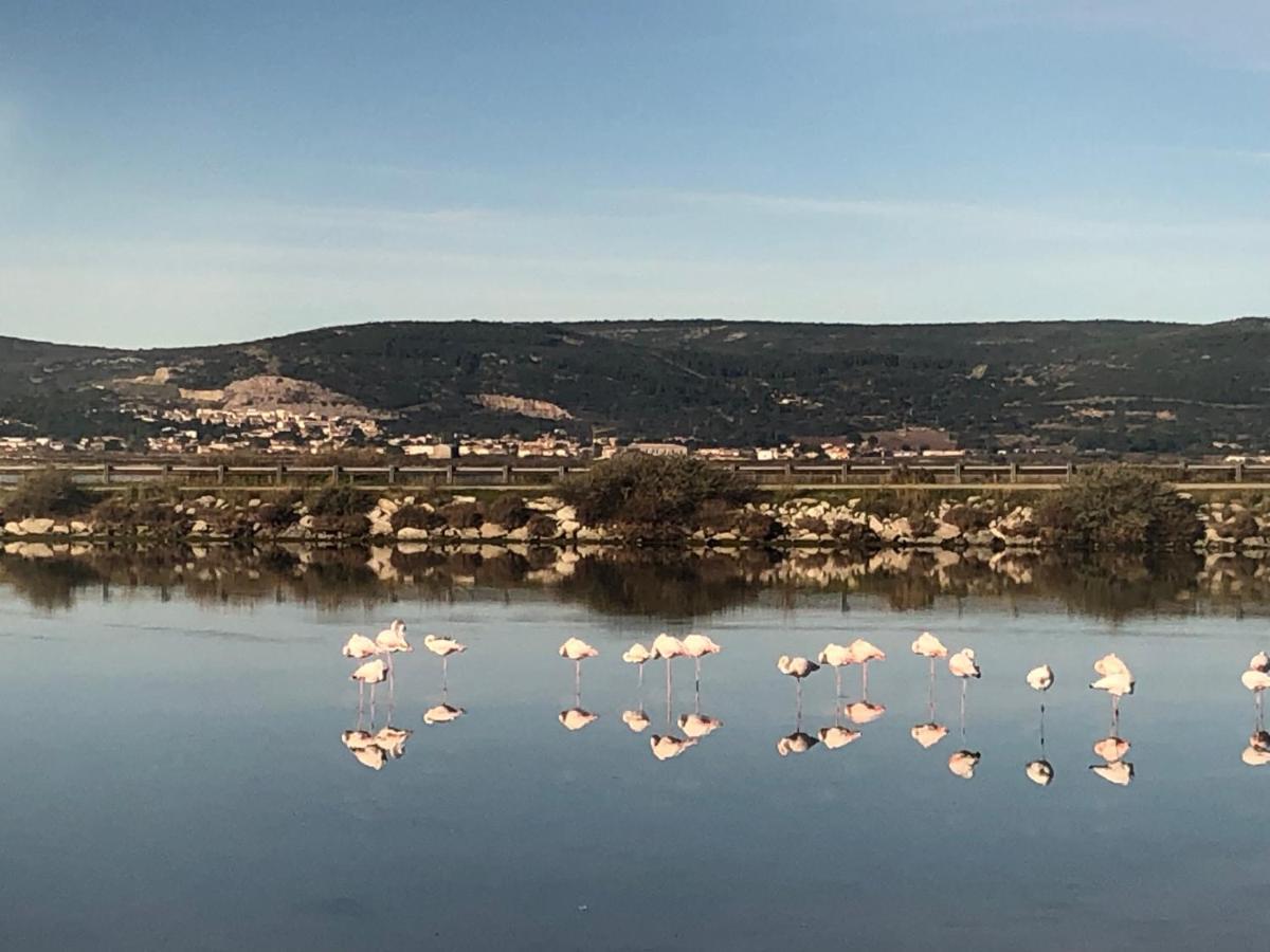 Flamants Roses 1 Pers 6 * Frontignan